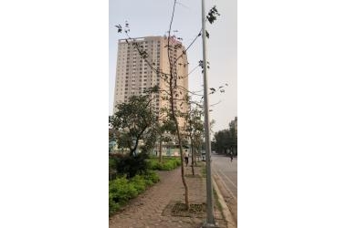 Chủ cần bán rất rất gấp ở Bát Khối, Phân lô Tư Đình, Long Biên, Hà Nội.